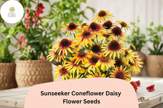 200+ Sunseeker Coneflower Daisy Seeds | Echinacea purpurea | Vibrant Summer Blooms | Easy to Grow Garden Flowers
