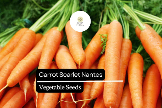 300 Seeds Carrot Scarlet Nantes, Sweet and Crisp Heirloom Carrots, Perfect for Gardens