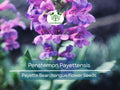 100 mg Seeds Penstemon Payettensis (Payette Beardtongue) for Planting | Native Wildflower for Pollinator Gardens & Well-Drained Soils