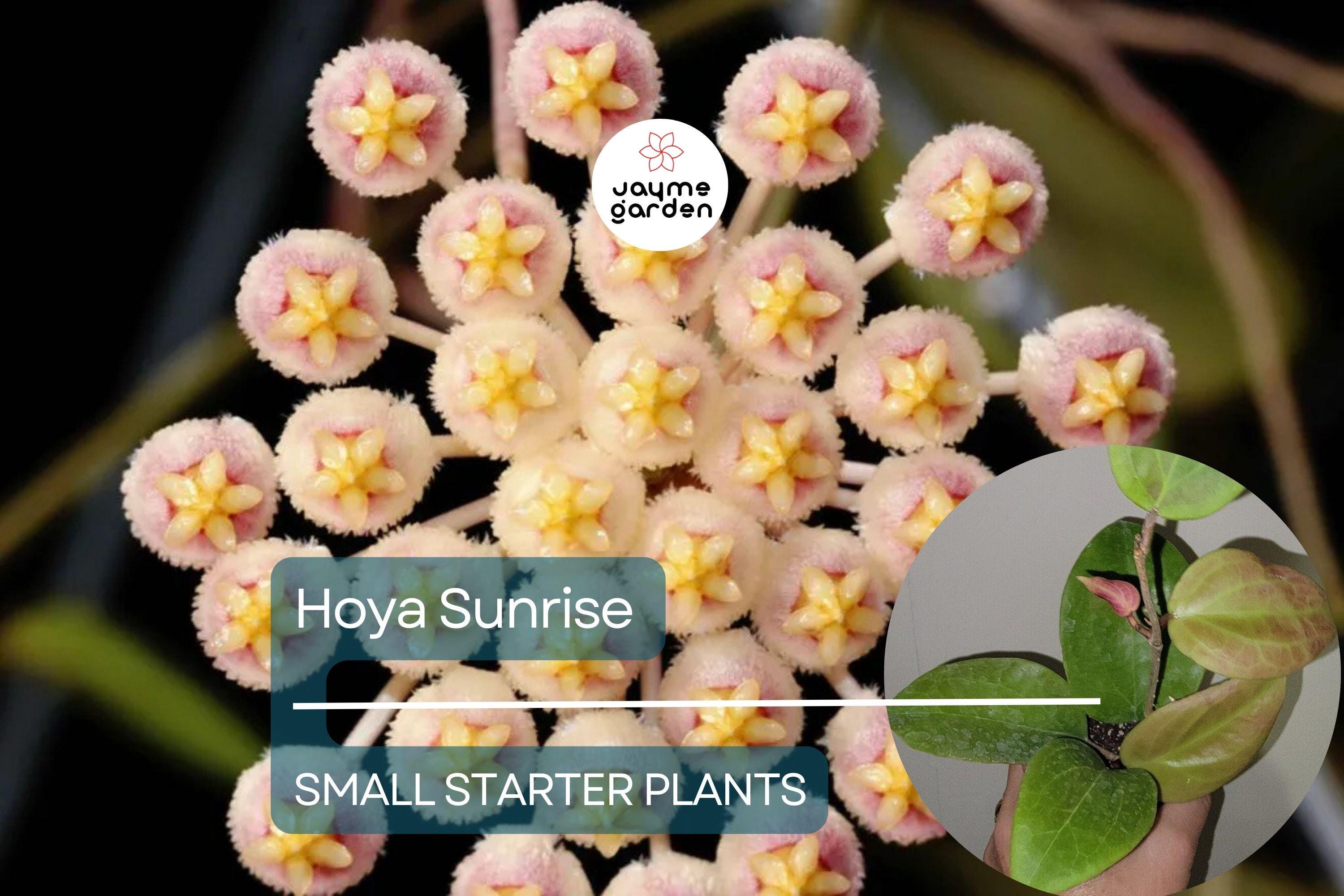 Hoya Sunrise Starter Plant - Well-Rooted, 5-7 Inches Tall - Exotic Tropical Houseplant with Stunning Foliage & Fragrant Flowers