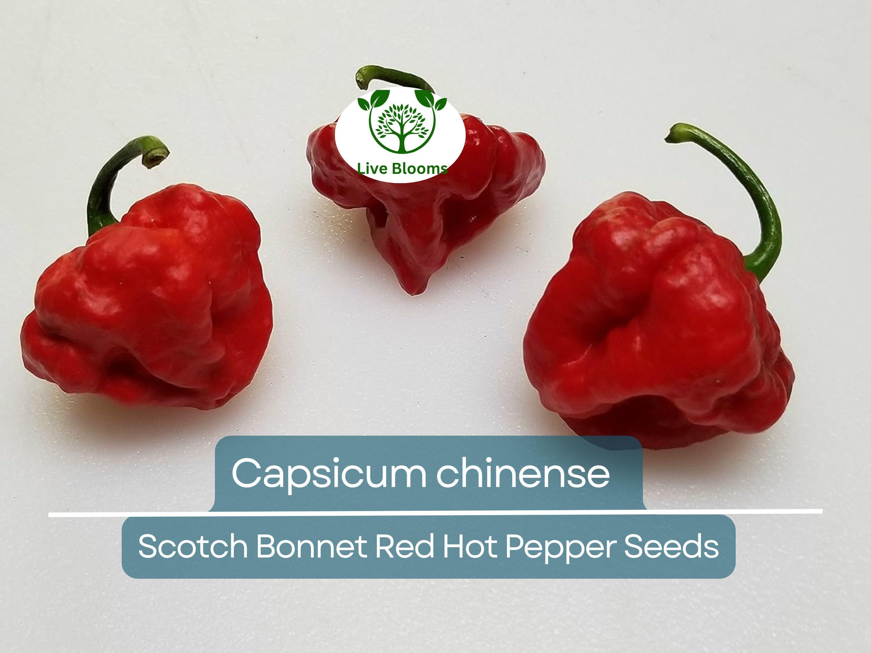 30 Seeds Scotch Bonnet Red Hot Pepper (Capsicum chinense) - Super Spicy, Habanero-Style, Caribbean Hot Pepper for Planting
