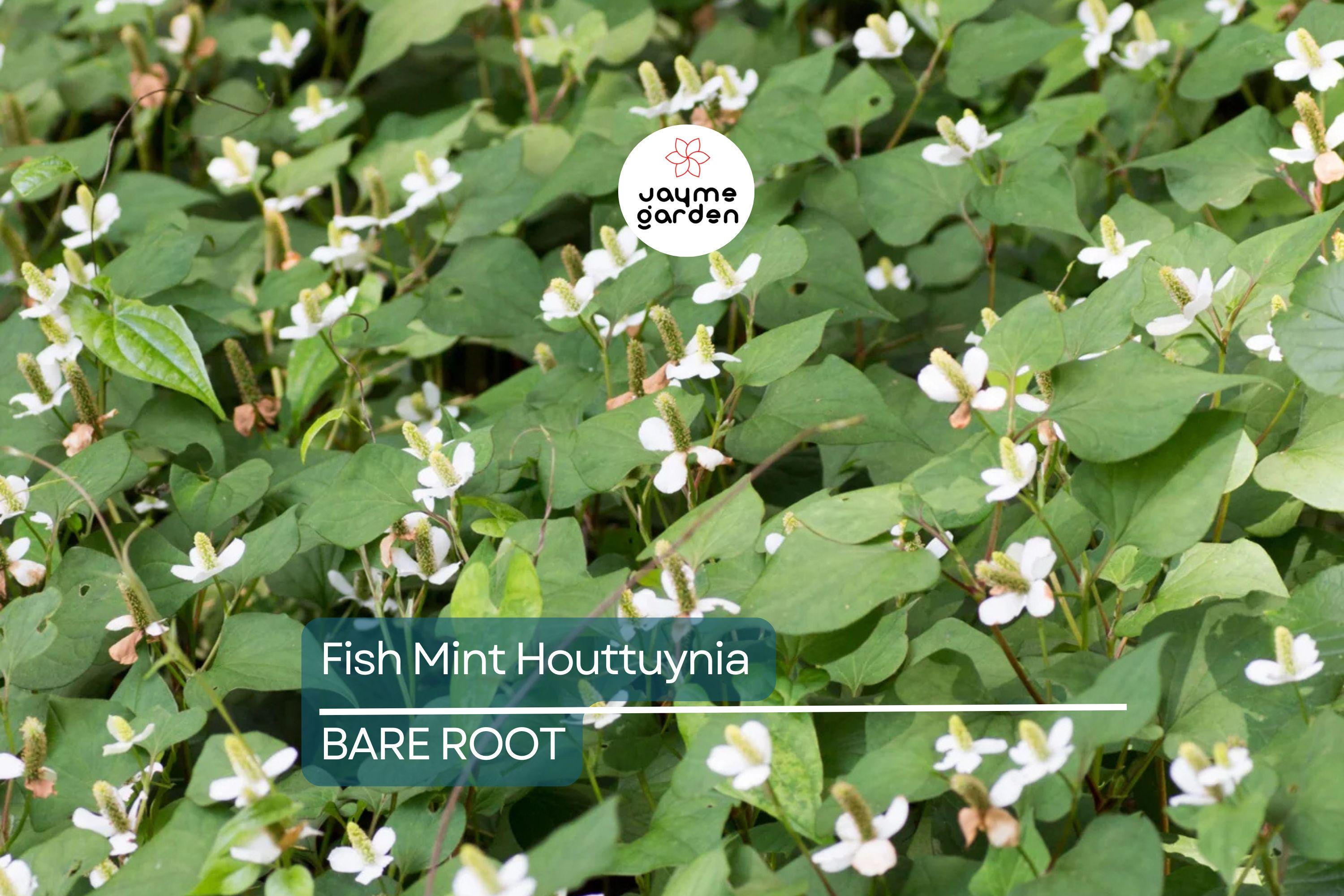 20 Live Bare Root Fish Mint Plants | Houttuynia Cordata | Asian Herb Diếp Cá | Medicinal & Edible | Fast-Growing