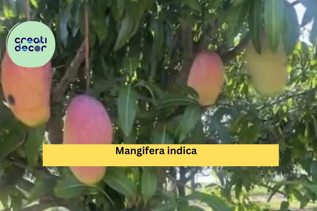 Mango Live Plant – 9–12” Tropical Fruit Tree in Pot, Mangifera Indica Seedling, Easy-Grow Patio or Garden Plant for Warm Climates Zones 9–11