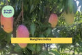 Mango Live Plant – 9–12” Tropical Fruit Tree in Pot, Mangifera Indica Seedling, Easy-Grow Patio or Garden Plant for Warm Climates Zones 9–11