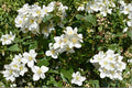 Mock Orange 2 Live Plants 12-18" Tall (Philadelphus coronarius) Fragrant Flowering Shrub