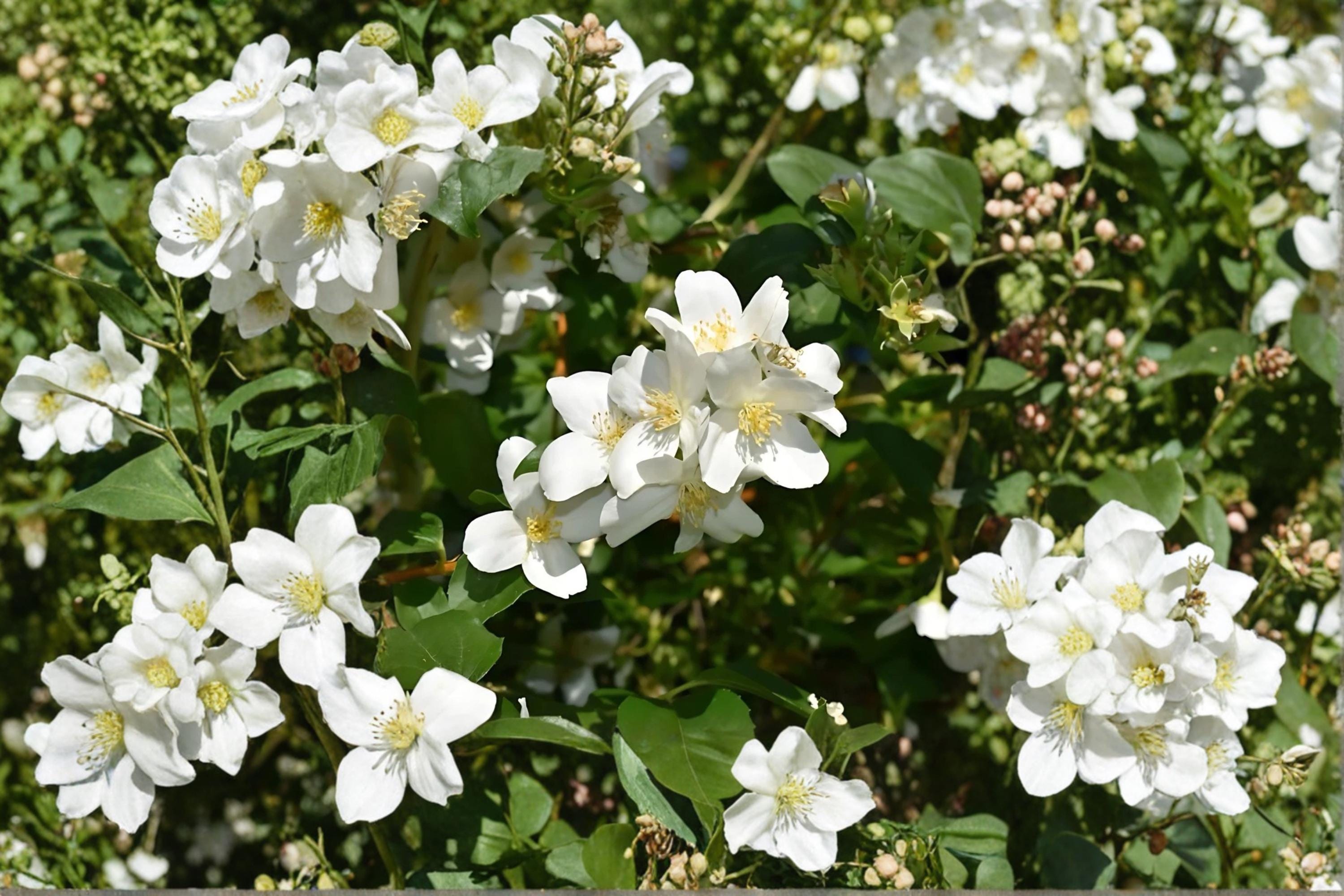 Mock Orange 2 Live Plants 12-18" Tall (Philadelphus coronarius) Fragrant Flowering Shrub