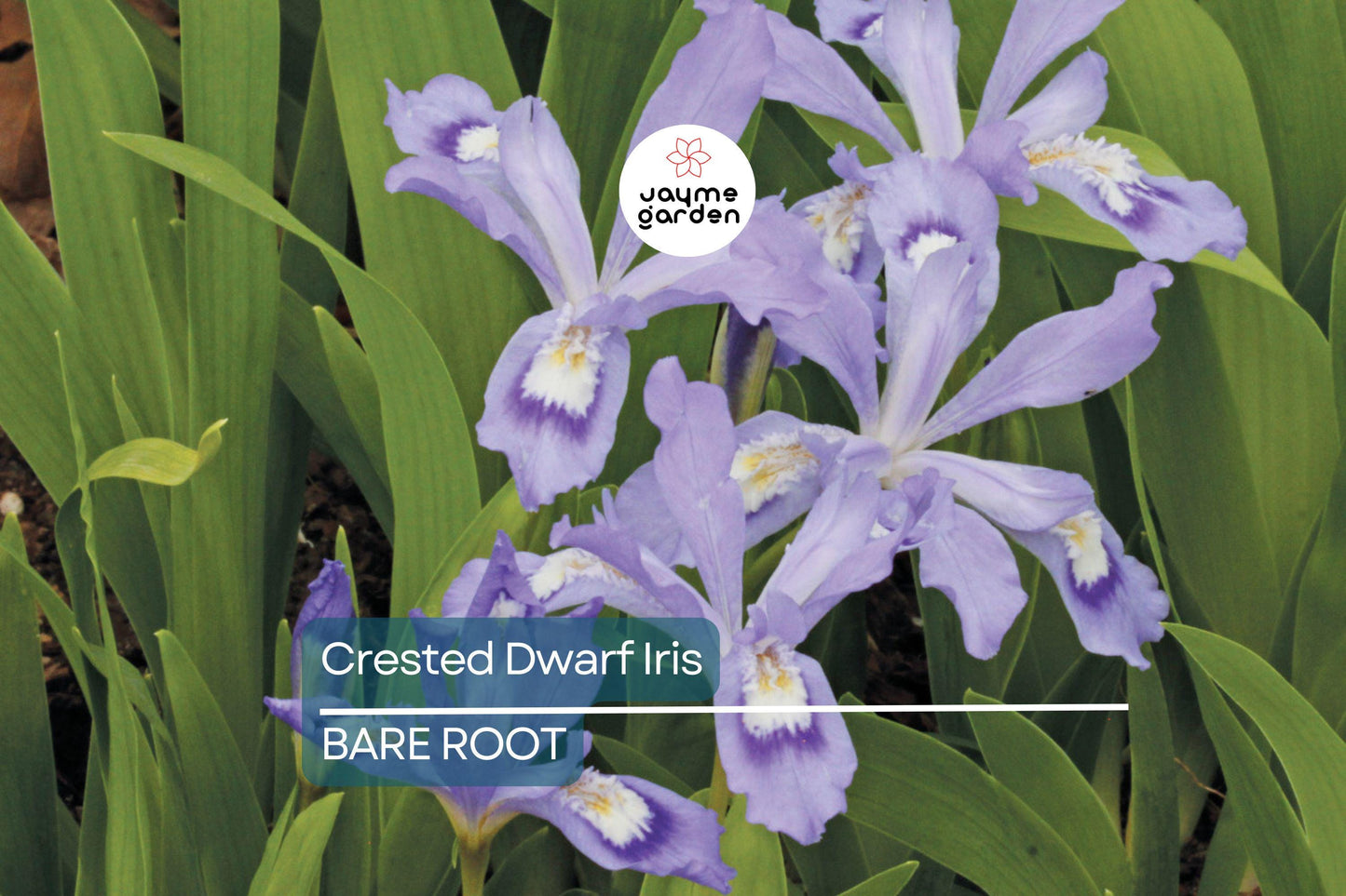 5 Crested Dwarf Iris Bare Root Plants – Organic Wildflower, Shade Perennial, Easy to Grow