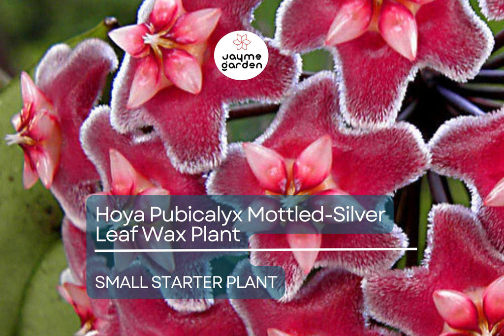 Hoya Pubicalyx Starter Plant - Mottled-Silver Leaf Wax Plant, 5" Tall - Tropical Vining Houseplant with Stunning Foliage & Fragrant Blooms