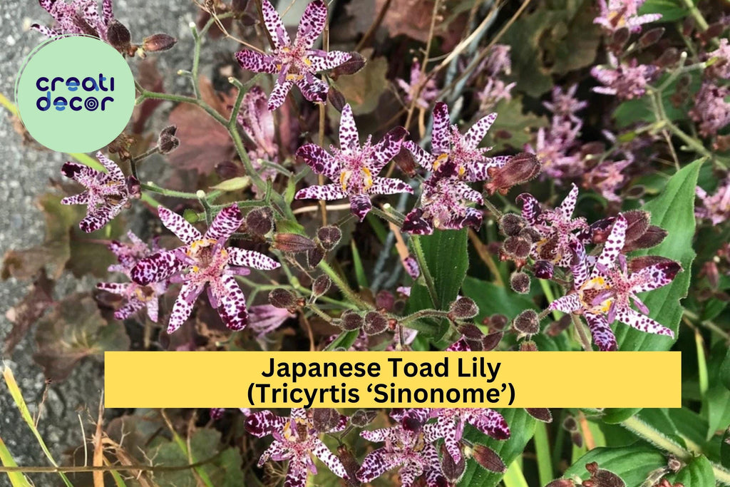 Tricyrtis ‘Sinonome’ Japanese Toad Lily – Live Starter Plant, Shade Perennial with Orchid-Like Blooms, Hardy Flowering Plant Zones 4–9