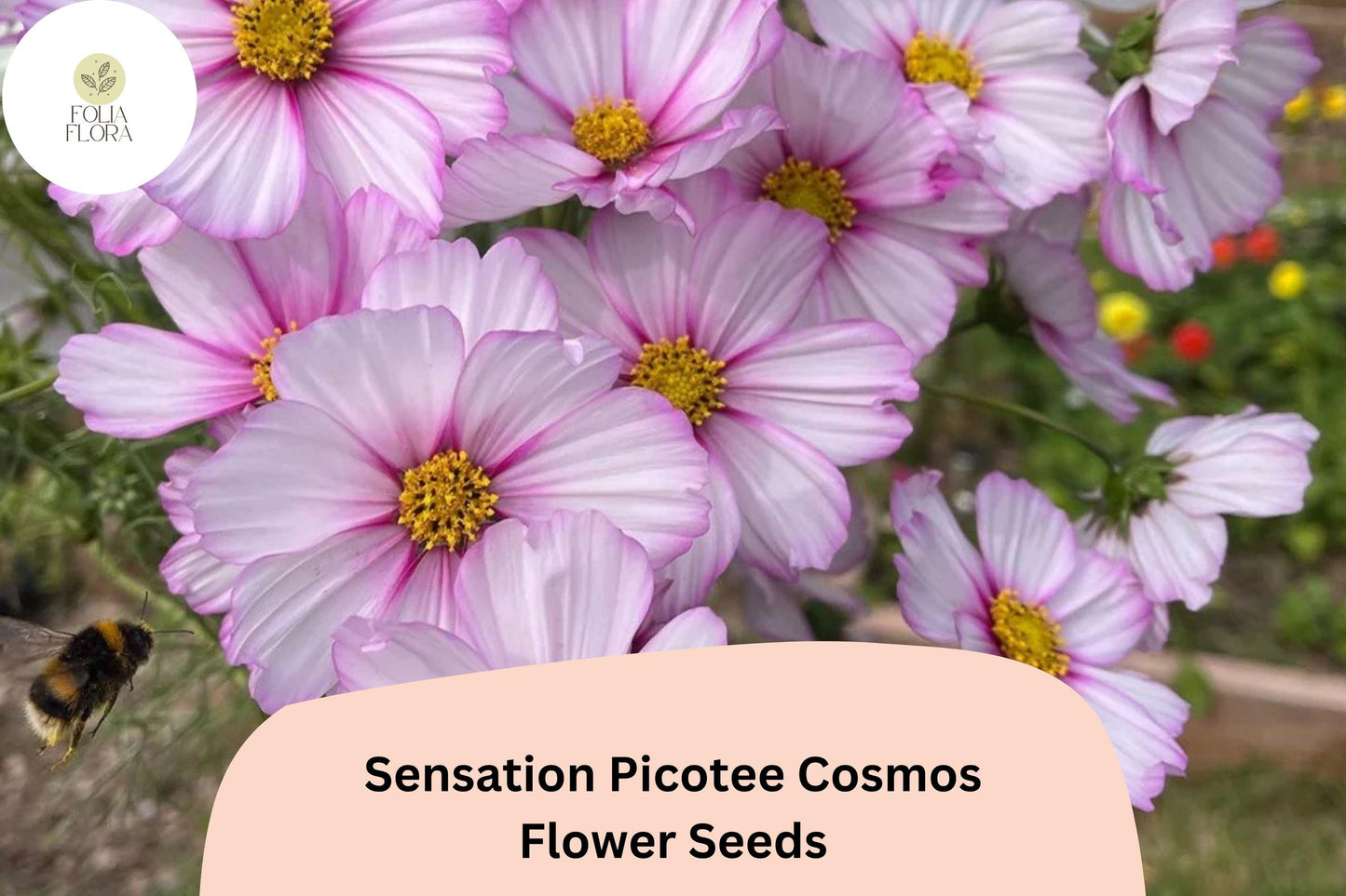 200+ Sensation Picotee Cosmos Seeds | Cosmos bipinnatus White Flowers with Pink Edges | Annual Garden Flower Seeds