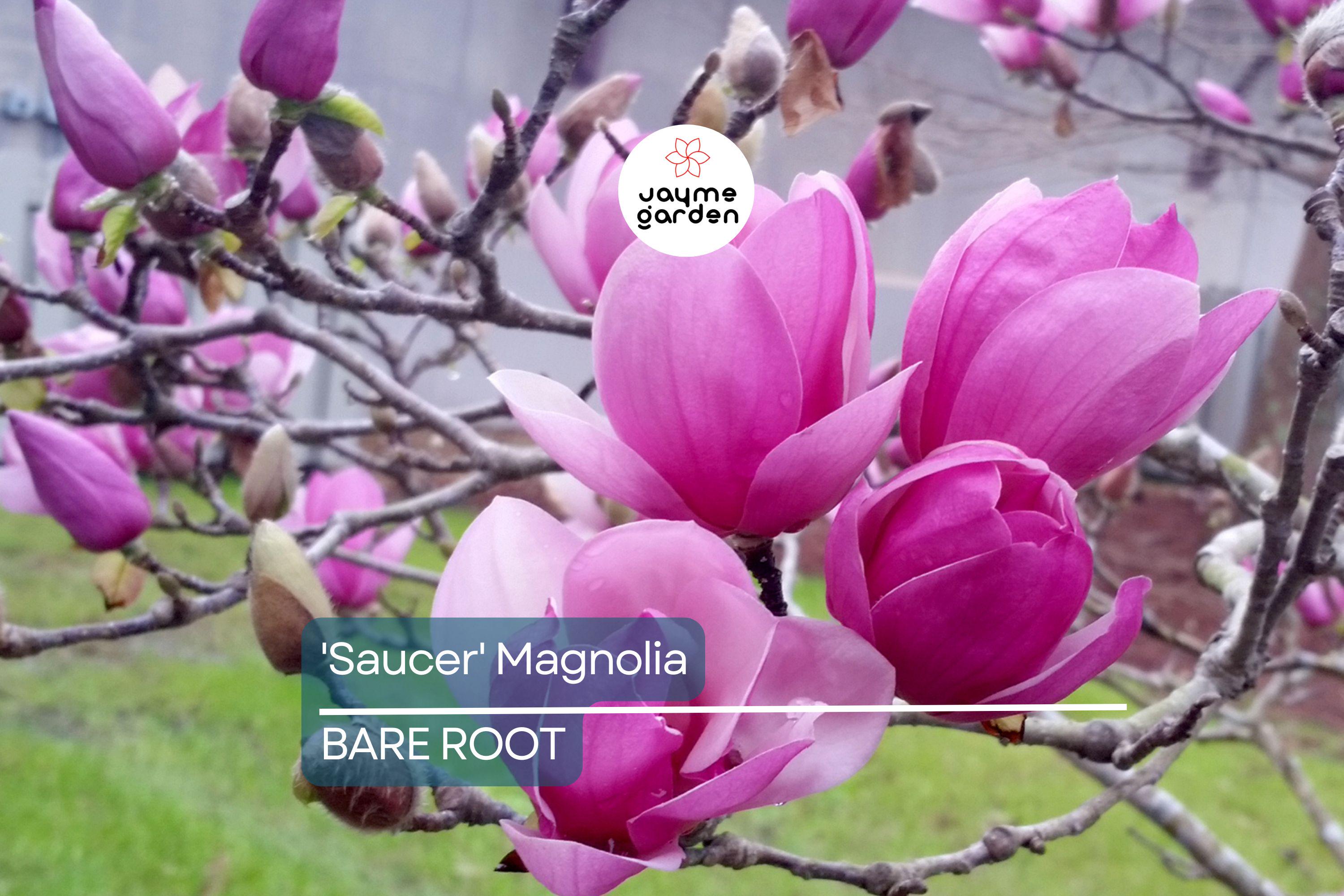 1 'Saucer' Magnolia Sapling | Dormant 6-12" Bare Root Flowering Tree | Pink Spring Blooms