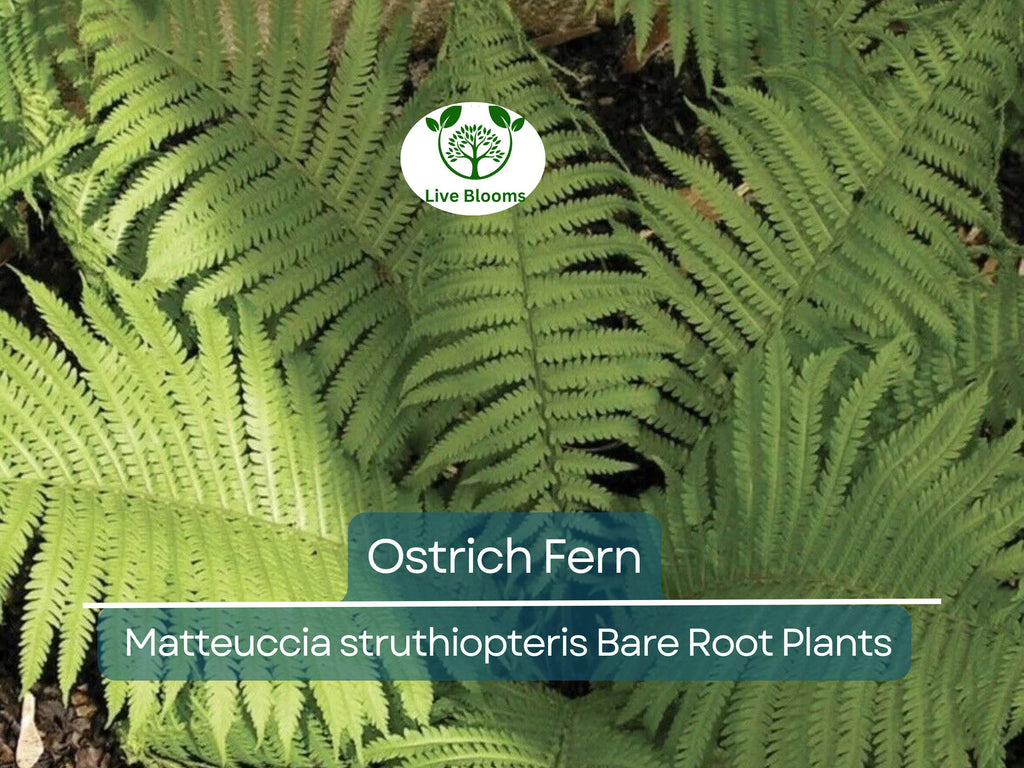 10 Ostrich Fern Bare Root Plants - Matteuccia struthiopteris, Native Perennial, Glade Fern, Shade Garden, Woodland Groundcover