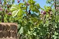 Chicago Hardy Fig 1 Cutting 6 Inch (Ficus carica) Cold Hardy Fig Tree