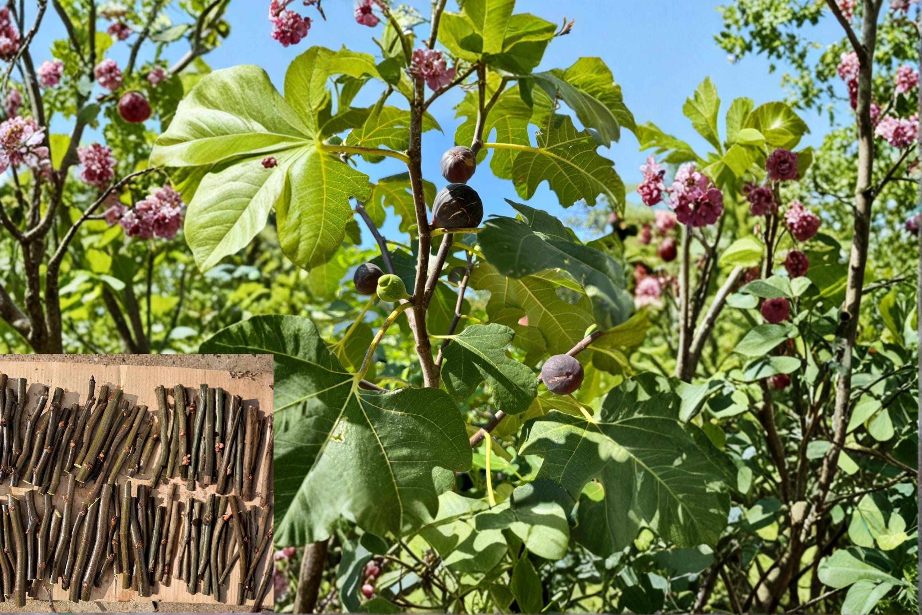 Chicago Hardy Fig 1 Cutting 6 Inch (Ficus carica) Cold Hardy Fig Tree