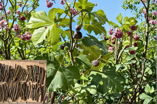 Chicago Hardy Fig 1 Cutting 6 Inch (Ficus carica) Cold Hardy Fig Tree