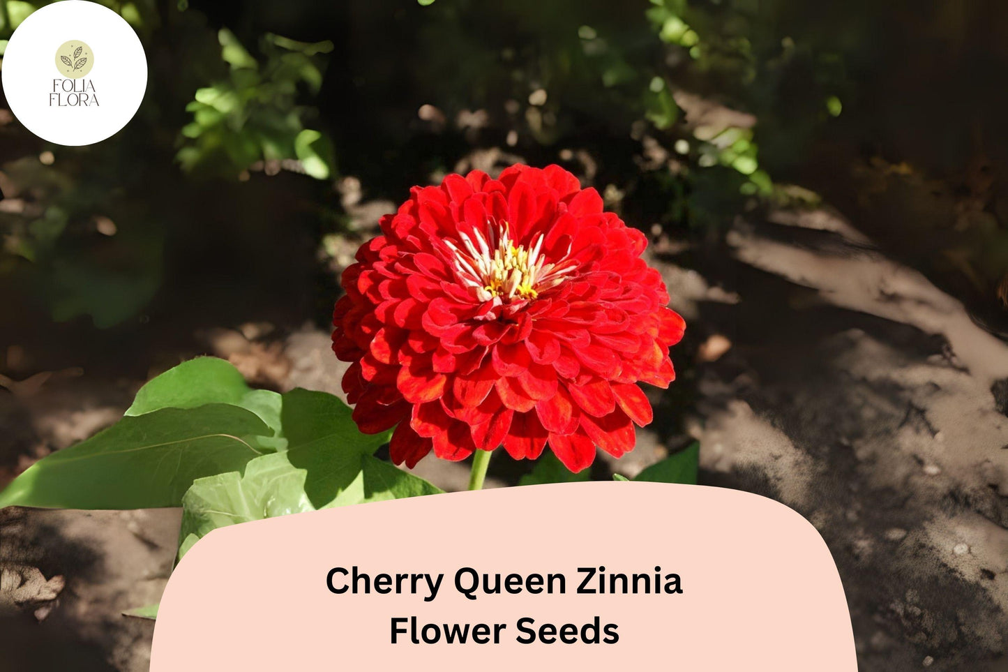 100+ Cherry Queen Zinnia Seeds – Bold Cherry-Red Blooms for Cut Flowers & Summer Gardens
