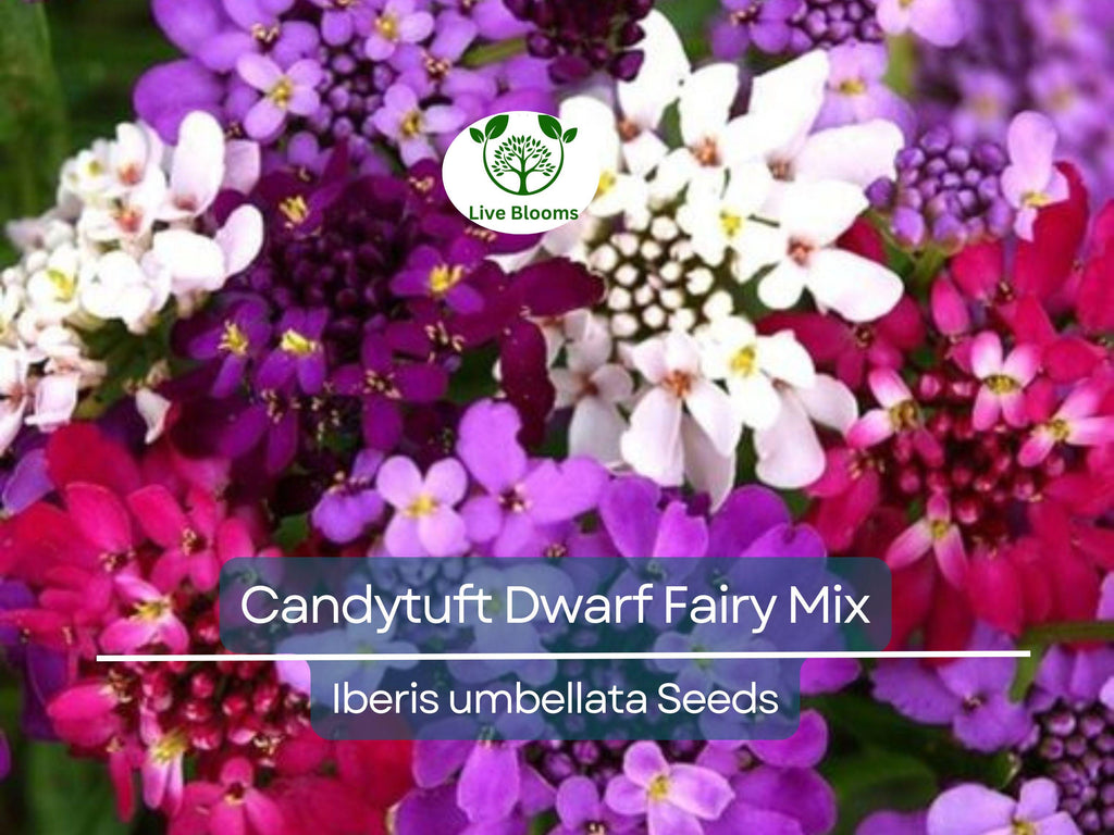 1000 Candytuft Dwarf Fairy Mix Seeds - Iberis Umbellata, Heirloom, Groundcover, Non-GMO, Pollinator Flower Seeds