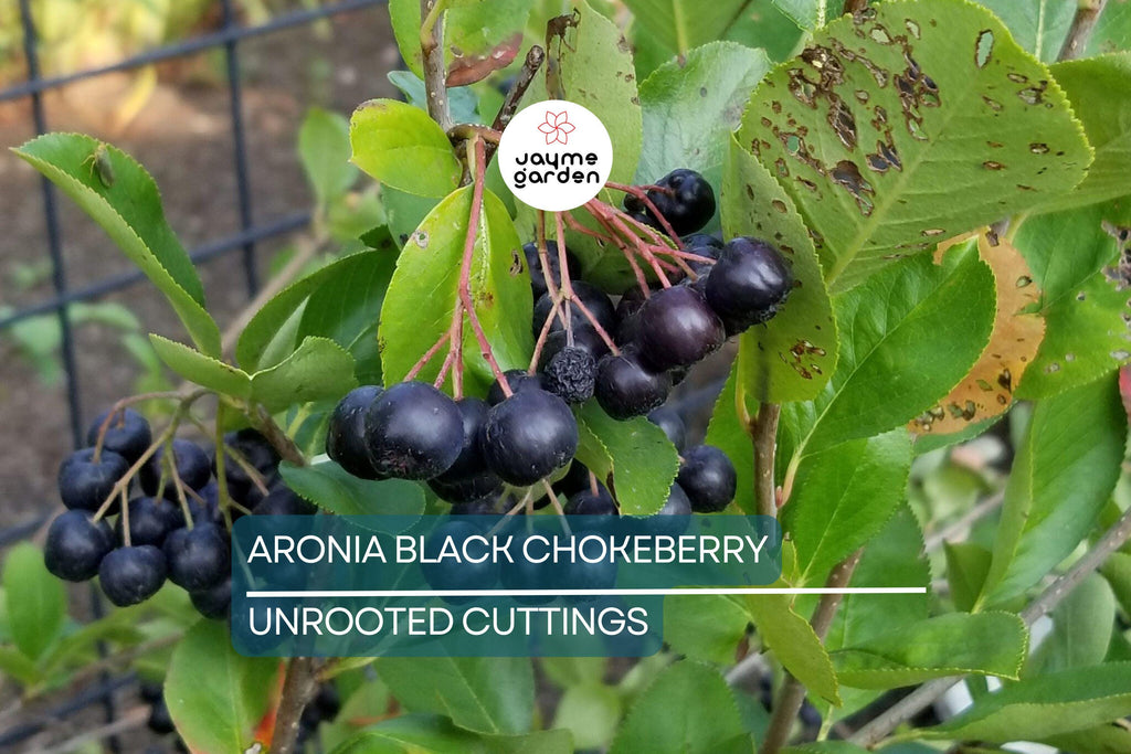 Aronia Black Chokeberry Cuttings - Set of 12 Unrooted, 6-8" Long, Aronia melanocarpa, Ideal for Propagation