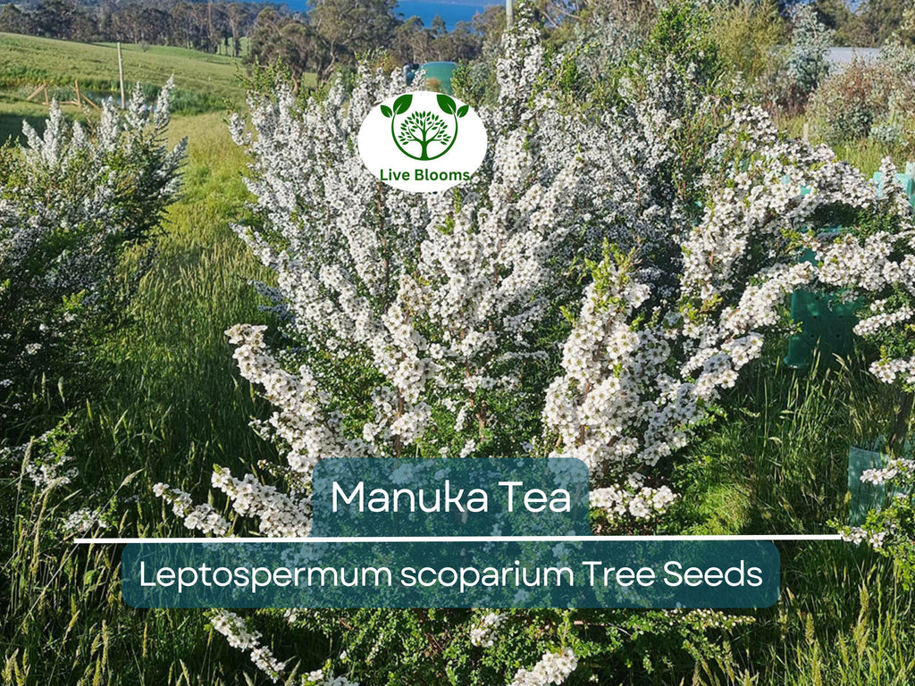 100 Manuka Tea Tree Seeds (Leptospermum scoparium), Honey Bush, New Zealand, Grow Your Own Manuka Honey, Hardy & Aromatic