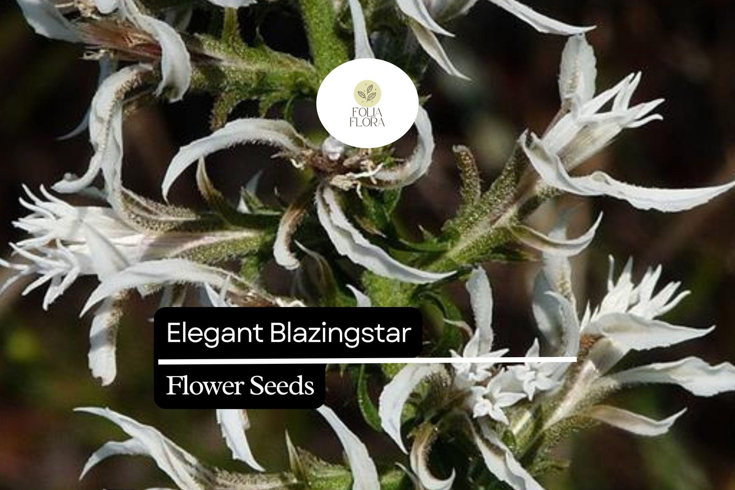 Elegant Blazingstar Seeds (Liatris elegans) | 25 Seeds | Vibrant Pink-Purple Spikes | Pollinator-Friendly | Native Wildflower for Gardens
