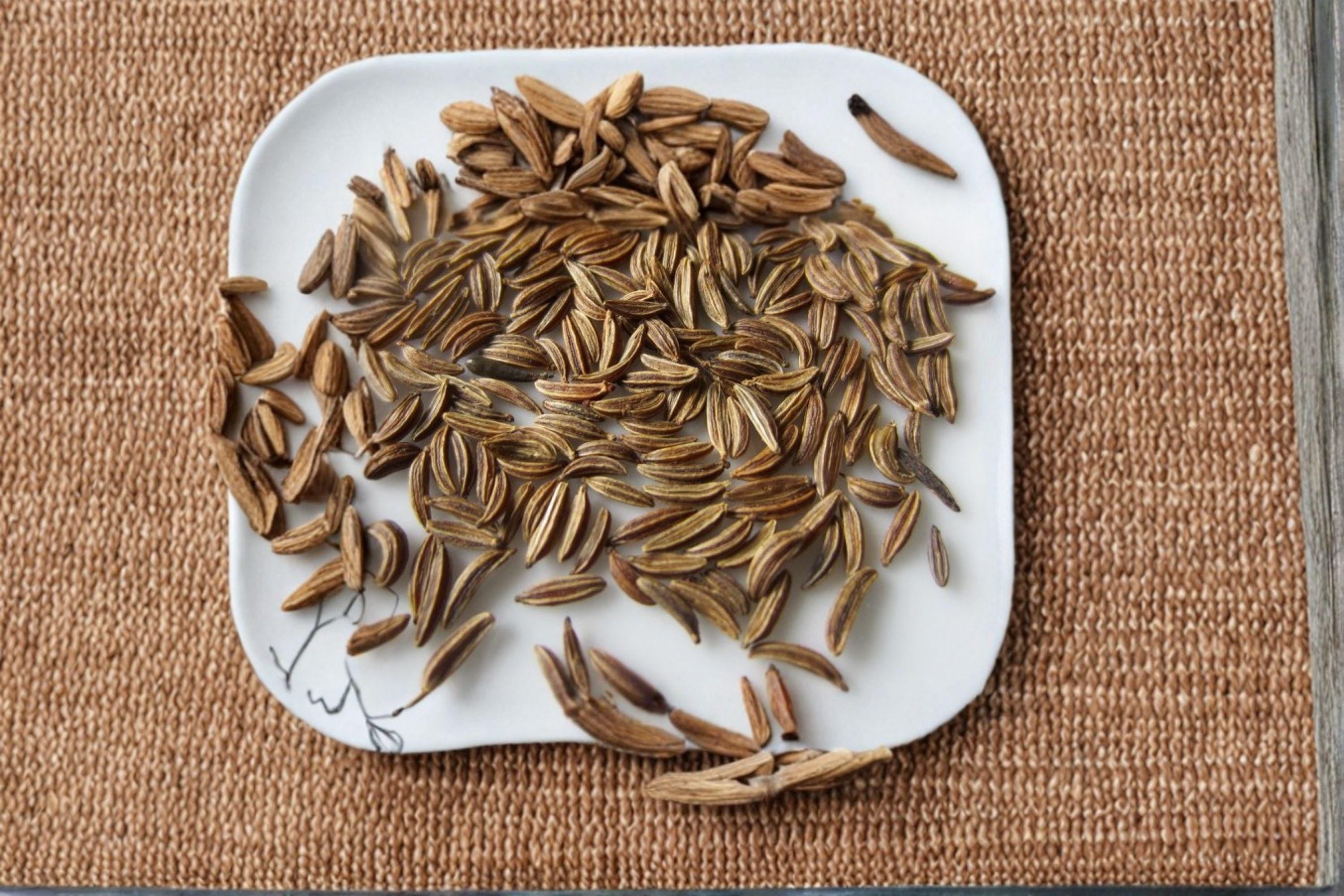 Caraway 300 Seeds | Traditional Culinary Spice | Aromatic Seeds | Hardy Biennial Herb