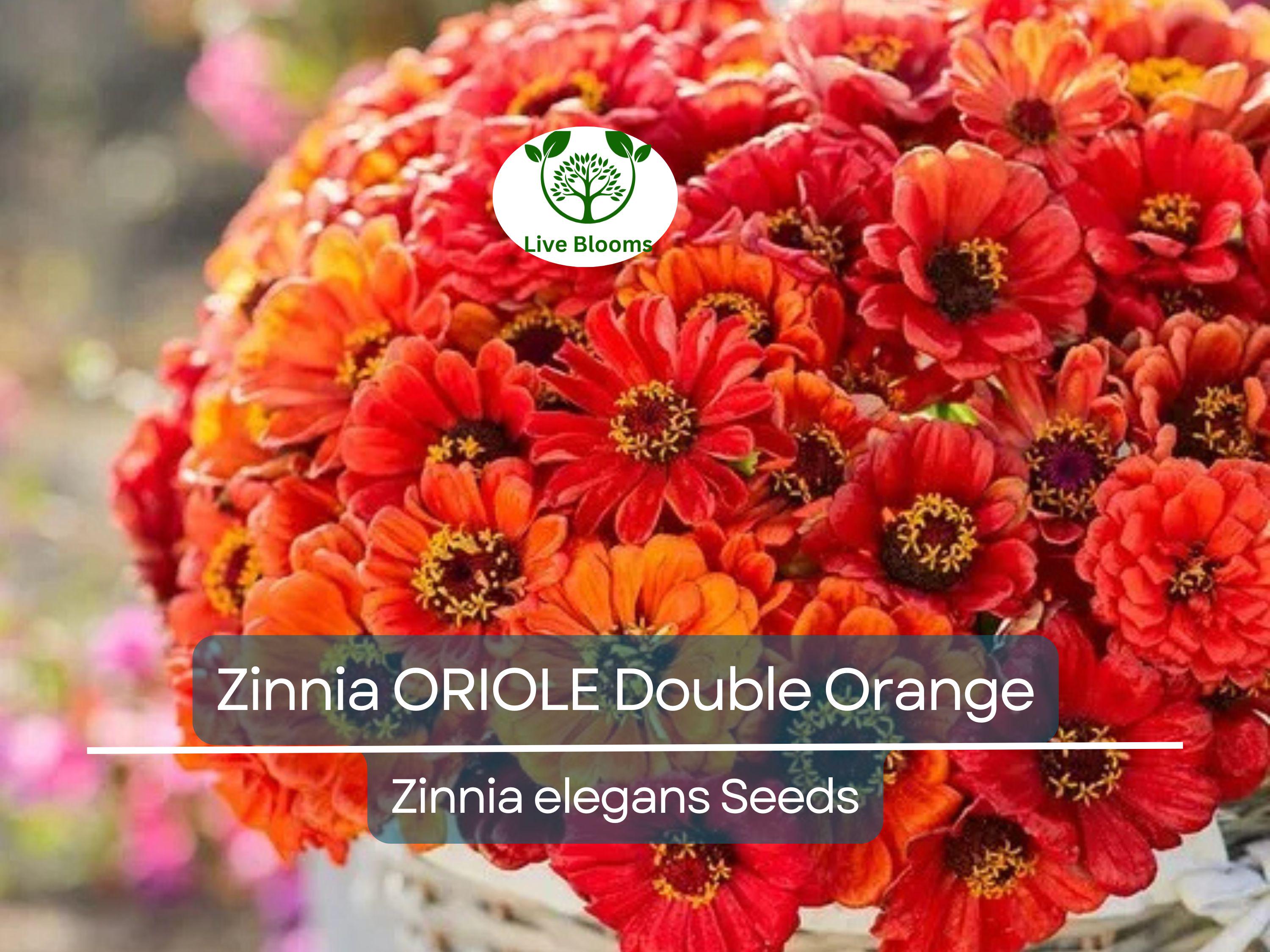 200 Seeds Zinnia ORIOLE Double Orange, Non-GMO, Attracts Songbirds, Butterflies & Hummingbirds, Vibrant Blooms, Easy to Grow, Garden Flowers