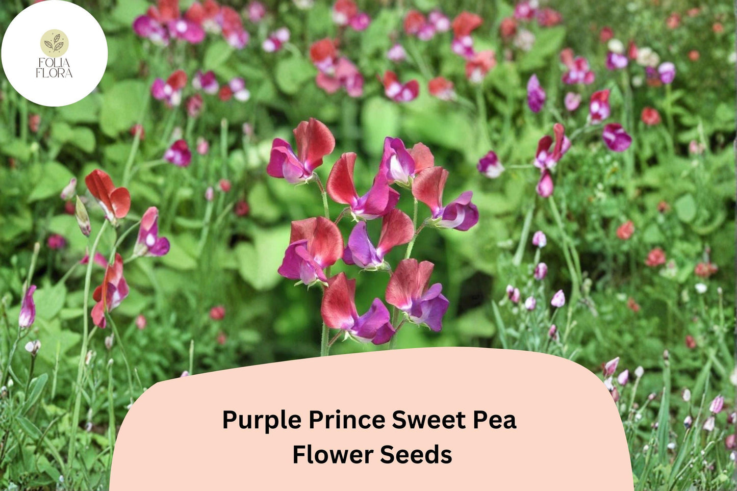 50+ Purple Prince Sweet Pea Seeds | Fragrant Royal Purple Flower for Garden Trellis