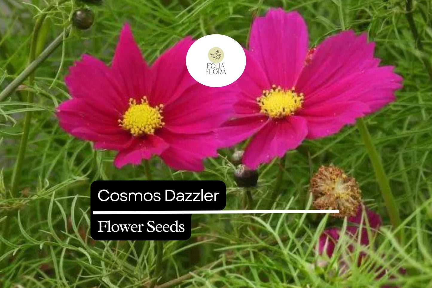 200+ Dazzler Cosmos Flower Seeds | Bright Magenta Blooms | Easy-Grow Annuals for Pollinator-Friendly & Cut Flower Gardens