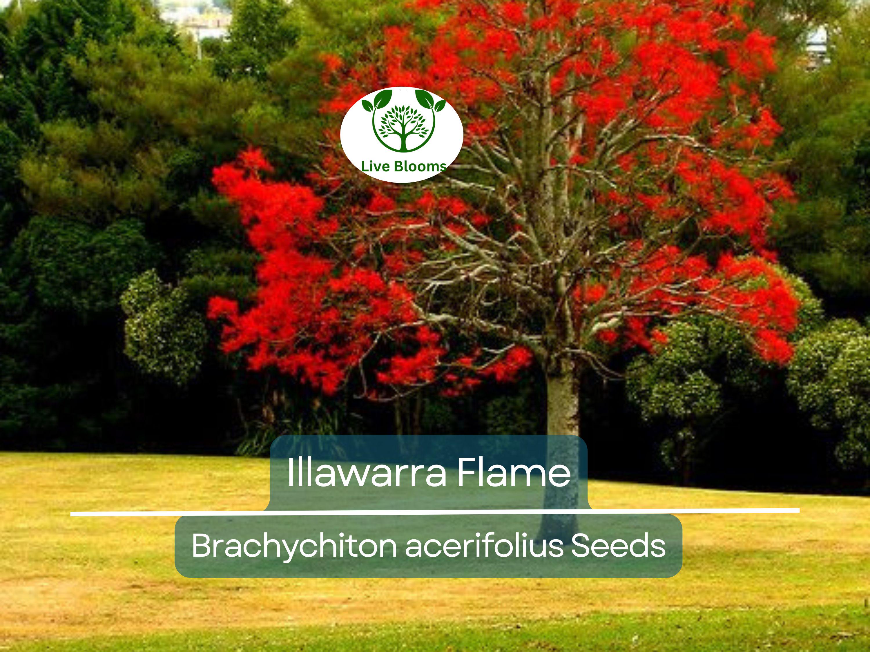 10 Illawarra Flame Seeds | Brachychiton acerifolius | Red Flowered Bottle Tree | Unique Australian Tree | Exotic, Vibrant Landscaping Plant
