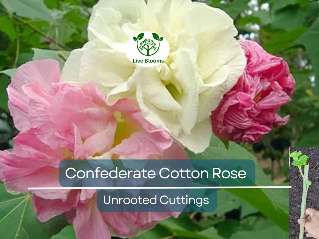 4 Confederate Cotton Rose Unrooted Cuttings - Hibiscus mutabilis, Color Changing Flowers, Hardy, Unique Flowering Plant, Flowering Cutting