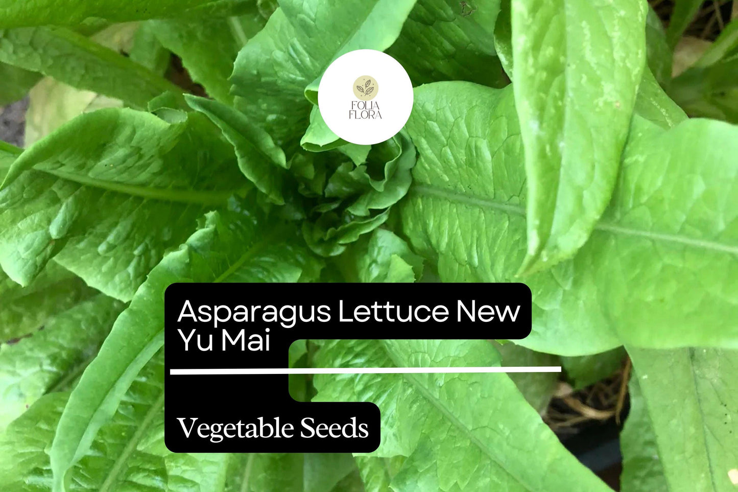 500mg Asparagus Lettuce New Yu Mai Seeds Lactuca sativa for Planting | Heirloom Asian Greens Crisp Stems & Tender Leaves