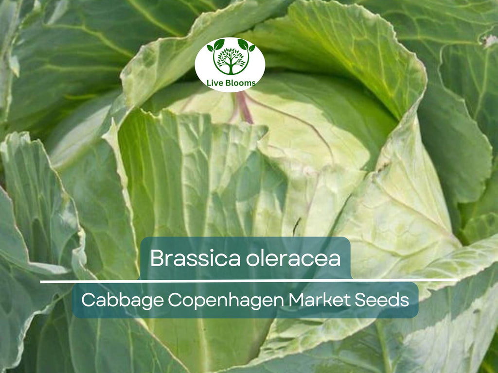 250 Seeds Cabbage Copenhagen Market - Brassica oleracea | Heirloom Cabbage Seeds for Planting, Gardening & Fresh Crisp Harvests