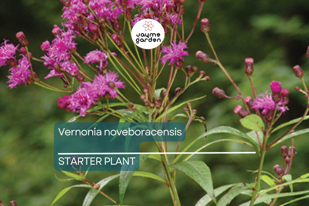 Vernonia noveboracensis | New York Ironweed | Starter Plant Plug | Live Plant