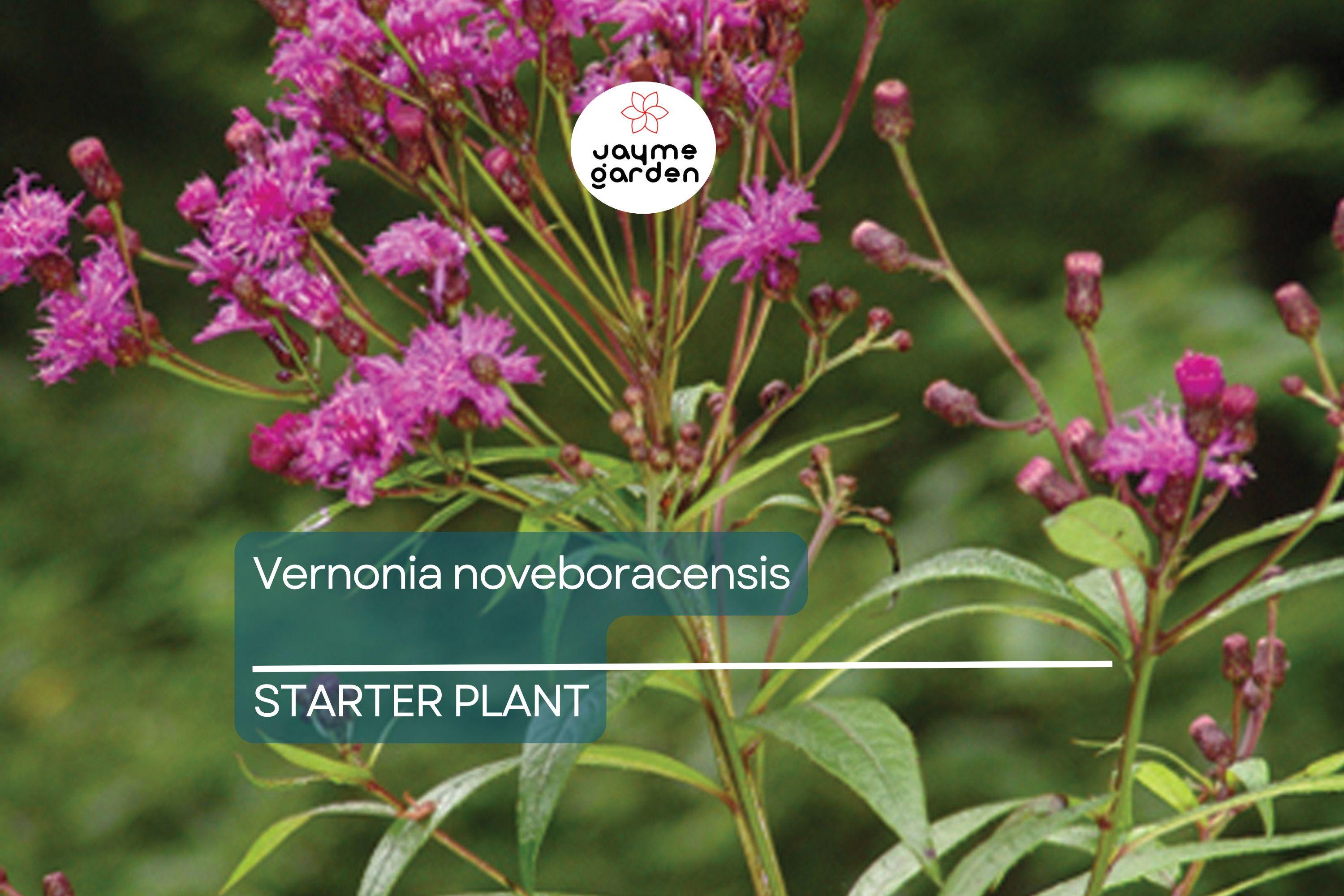 Vernonia noveboracensis | New York Ironweed | Starter Plant Plug | Live Plant