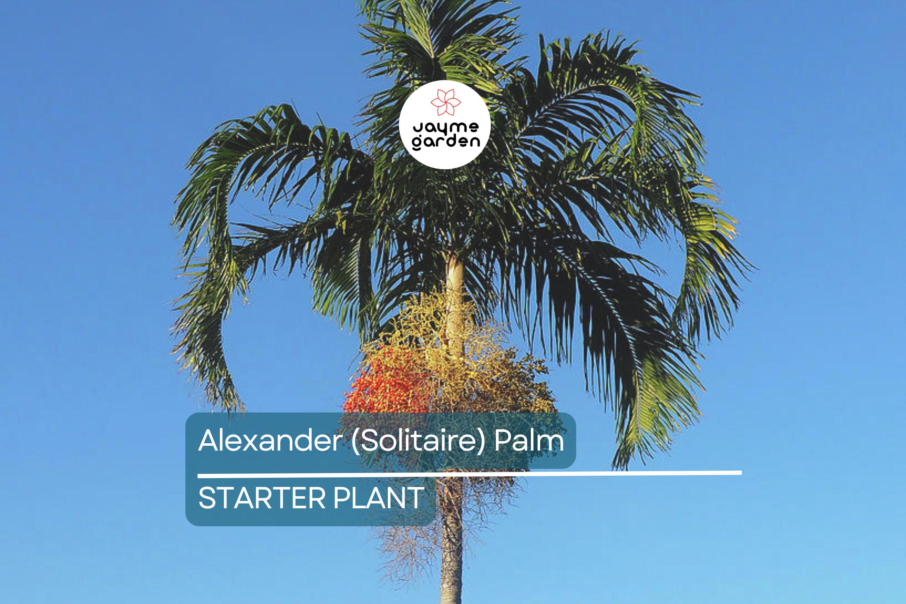 6 Alexander (Solitaire) Palm Tree Seedlings | Live Bare Root Starter Plants 4-7" Tall | Tropical, Self-Cleaning | Easy-Care Landscaping