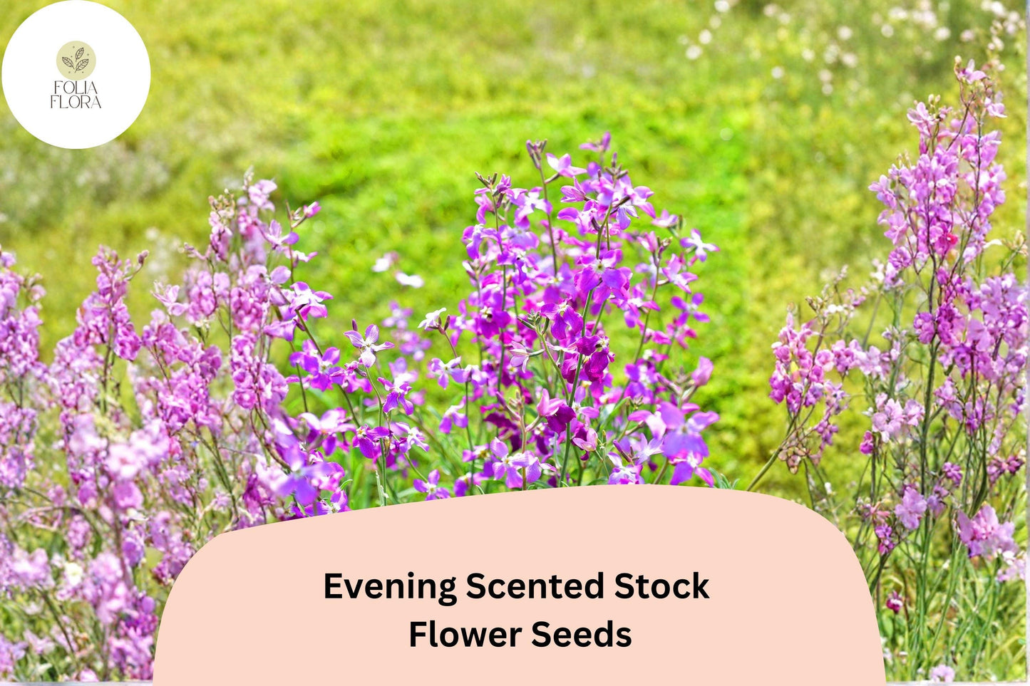 Evening Scented Stock Seeds – 100 Matthiola longipetala | Fragrant Night-Blooming Garden Flower