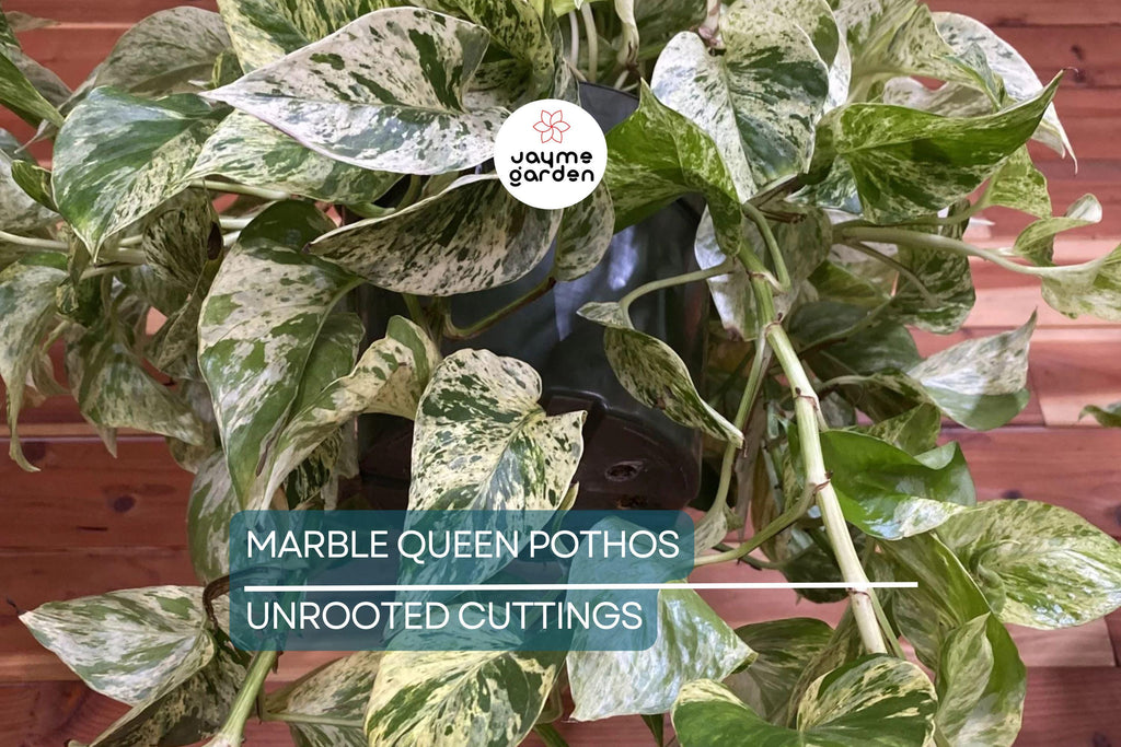 Marble Queen Pothos 5 Node Cutting - Variegated Philodendron Plant, Fresh USA Seller