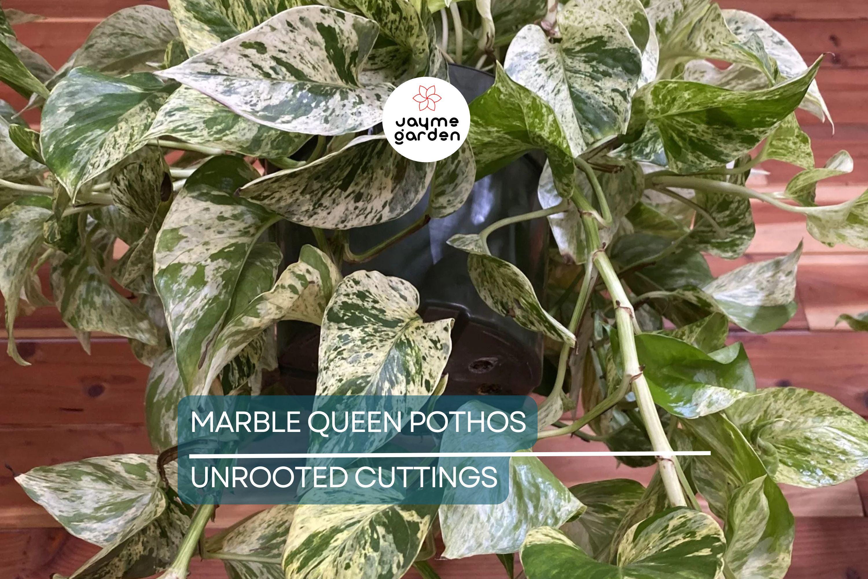 Marble Queen Pothos 5 Node Cutting - Variegated Philodendron Plant, Fresh USA Seller