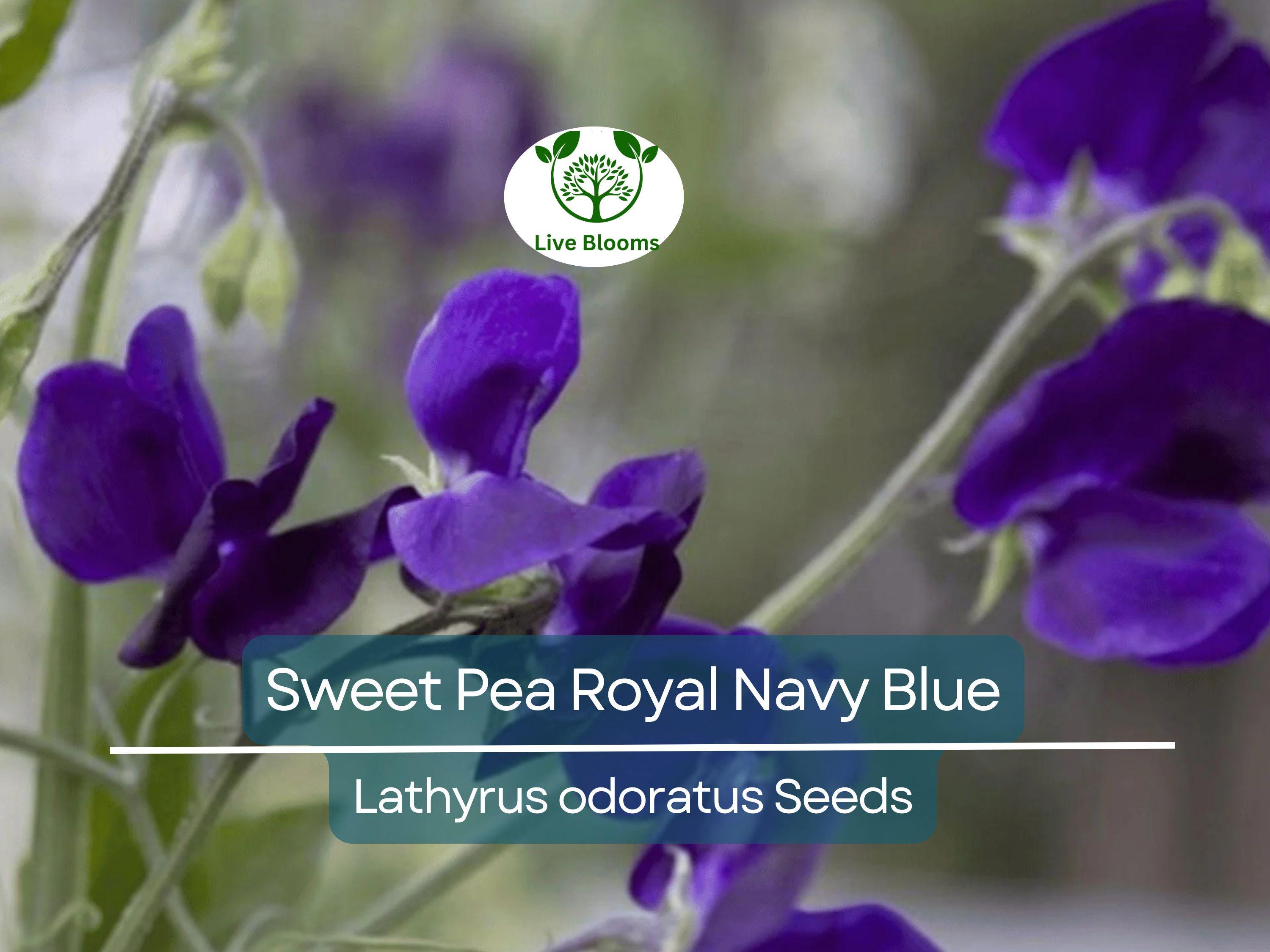 15 Sweet Pea Royal Navy Blue Seeds – Fragrant Climbing Vine | Lathyrus odoratus | Non-GMO Flowers | Heirloom Blue Blooms