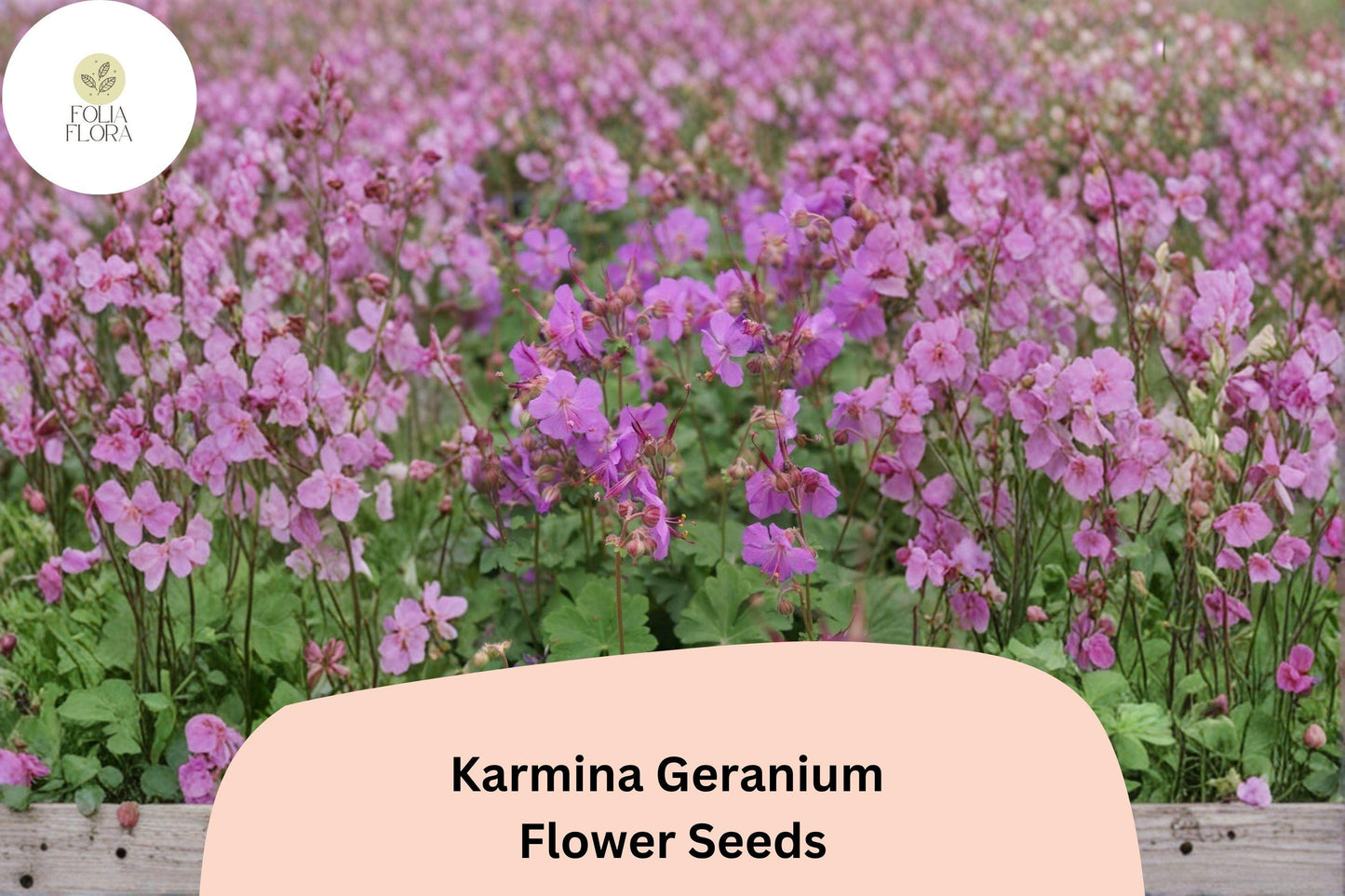 25+ Karmina Geranium Seeds for Garden Planting – Pink Flowers, Hardy Perennial