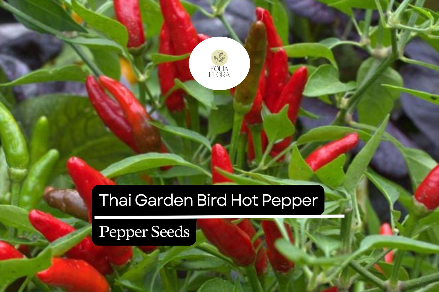 250mg Thai Garden Bird Hot Pepper Seeds Capsicum annuum | Very Hot, Non-GMO, Authentic Thai Cuisine, Spicy Chili for Sauces & Dishes
