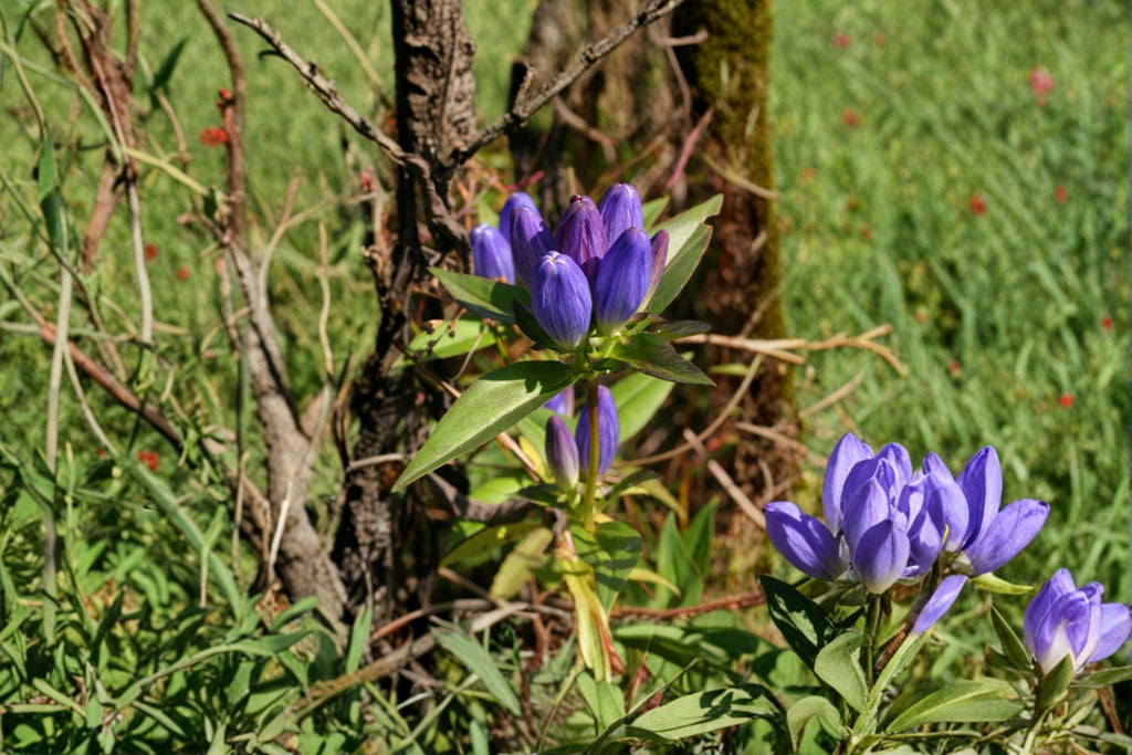 Bottle Gentian Seeds – Gentiana andrewsii | 100 Seeds | Native Wildflower for Pollinator & Woodland Gardens