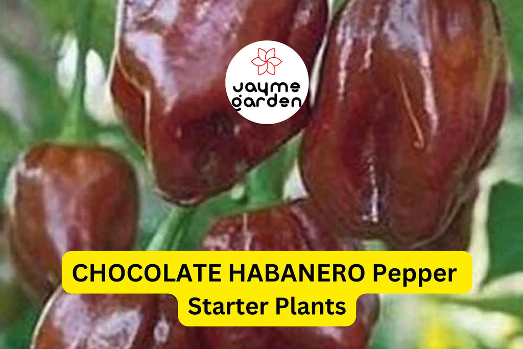 3 Chocolate Habanero Pepper Starter Plants - Super Hot Chili - Smoky & Spicy for Hot Sauce, Cooking, Garden Growing