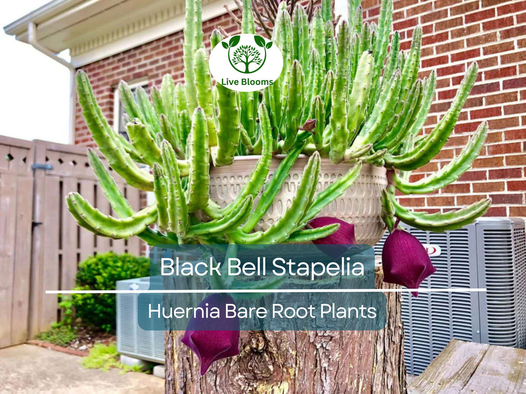 1 Black Bell Stapelia – Live Bare Root Succulent – Huernia leendertziae Rare Orbea-Like Plant – Dark Star-Shaped Bloom