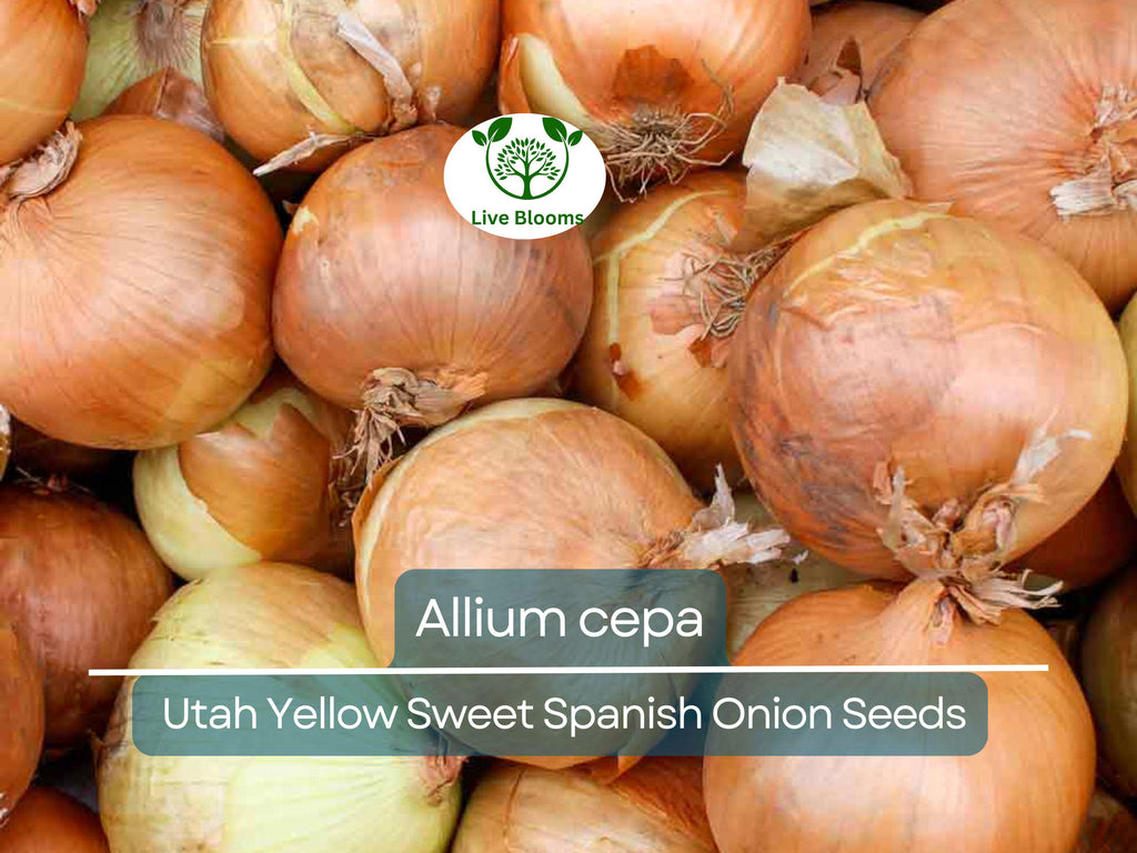 250 mg Seeds Onion Utah Yellow Sweet Spanish – Allium cepa | Heirloom Sweet Onion Seeds for Planting, Gardening & Cooking