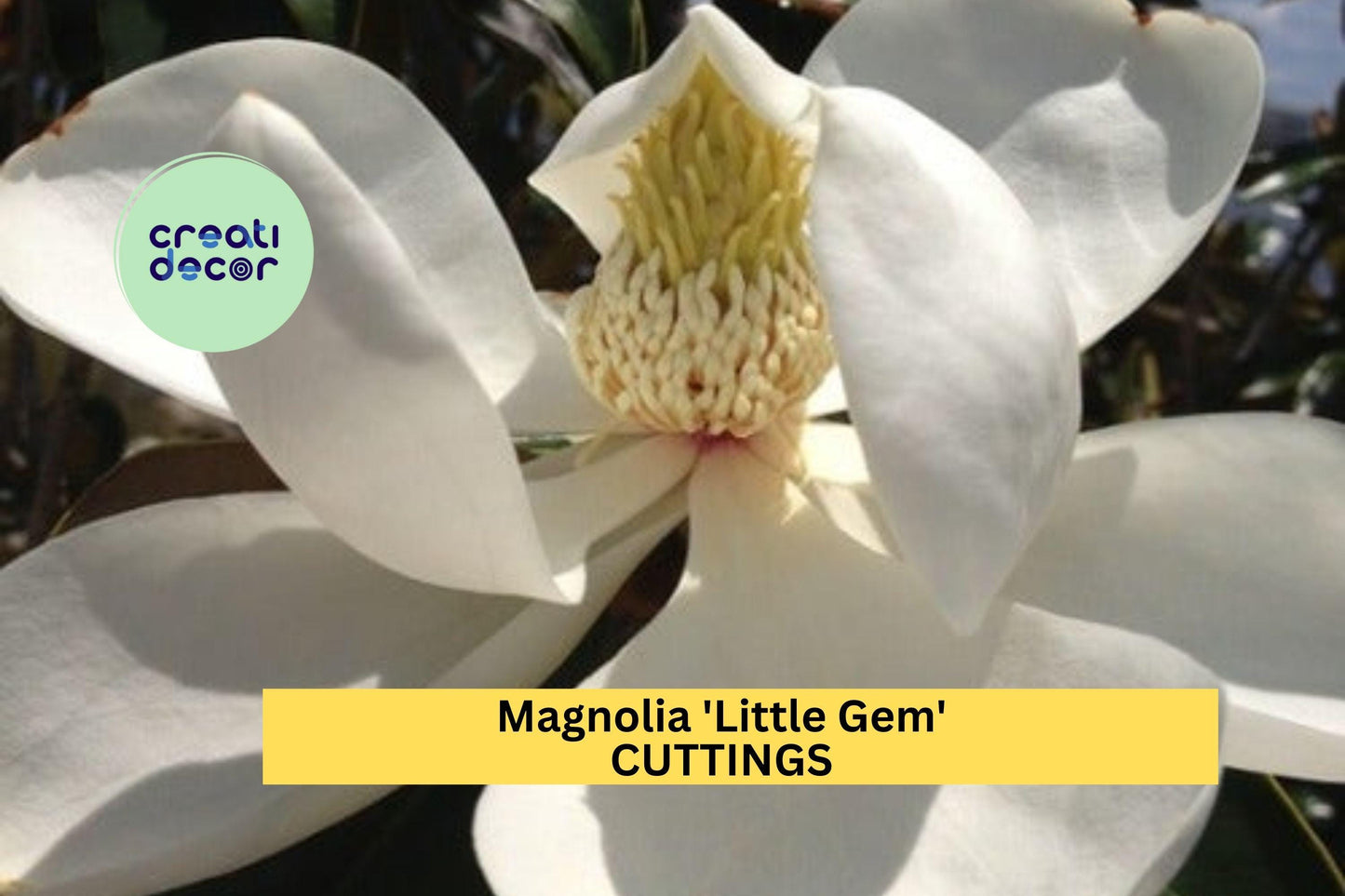 Super Rare Magnolia 'Little Gem' Cuttings (3) | Compact Evergreen Tree | Graft or Root Your Own | Fragrant White Blooms