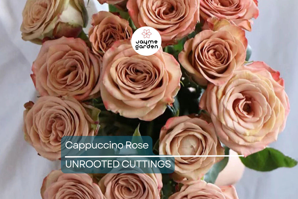 Cappuccino Rose Crepe Myrtle - 3 Cuttings for Rooting or Grafting - Fast-Growing