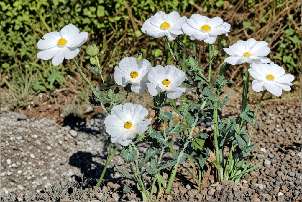 Argemone polyanthemos/Prickly Poppy – 15 Seeds | Native Annual Wildflower | White Blooms | Drought-Tolerant & Pollinator-Friendly