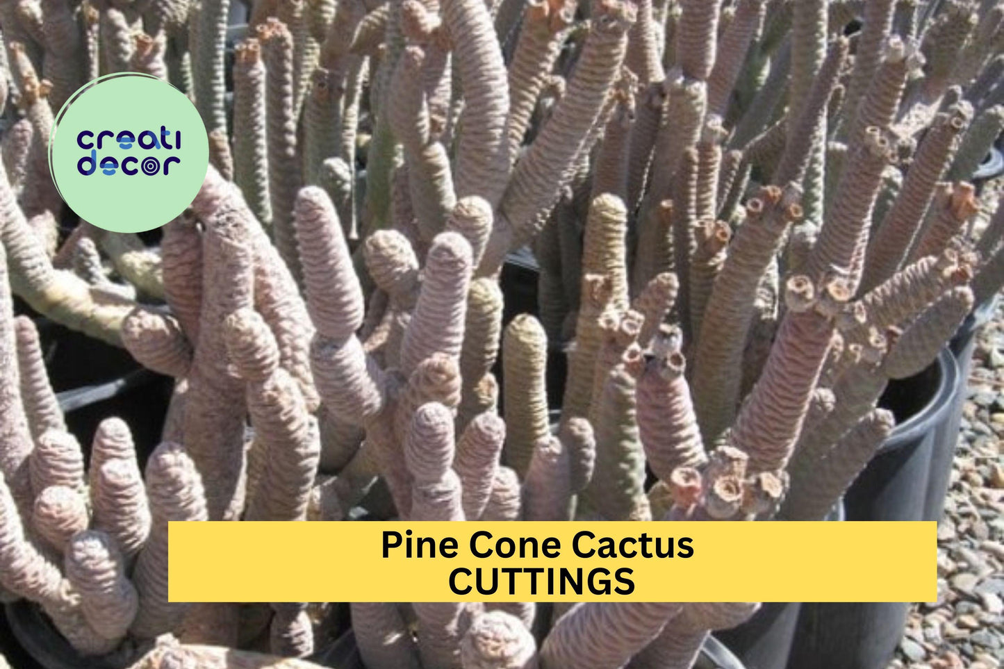 Live Pine Cone Cactus Cutting – 1 Fresh Segment Ready to Grow – Unique Succulent for Containers or Rock Gardens – USA