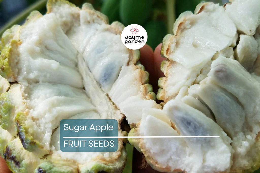 5 Organic Sugar Apple Seeds (Annona squamosa) – Tropical Sweetsop Fruit Tree, Zones 9-11